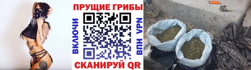 Псилоцибиновые грибы Cubensis  omg ссылки  дарк нет телеграм  закладки  Кольчугино 